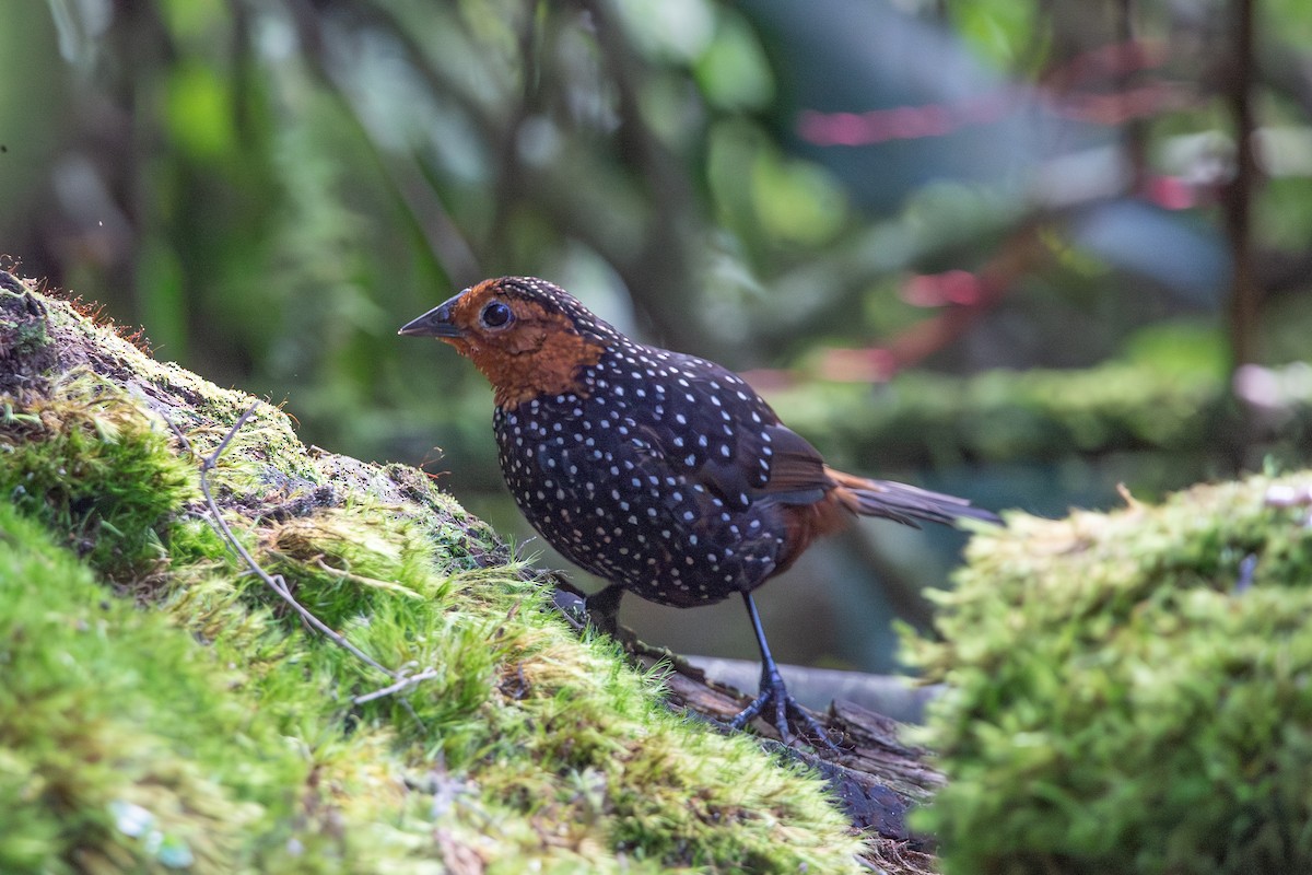 Ocellated Tapaculo - ML647051796