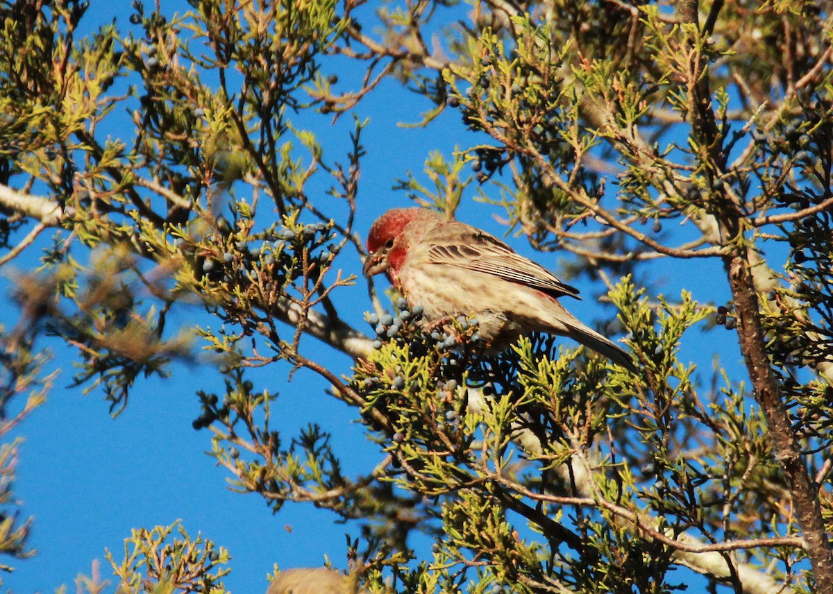 House Finch - ML647051808