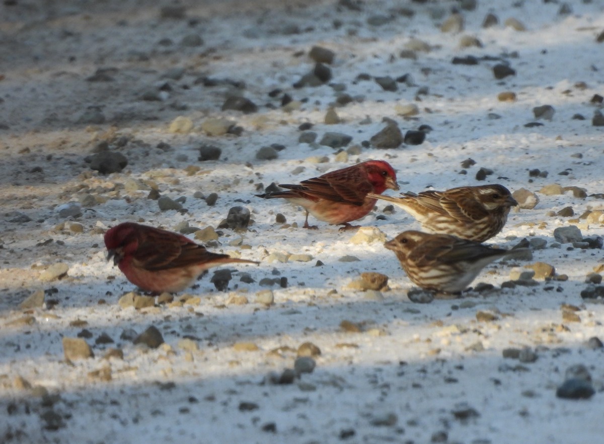 Roselin pourpré - ML647051812