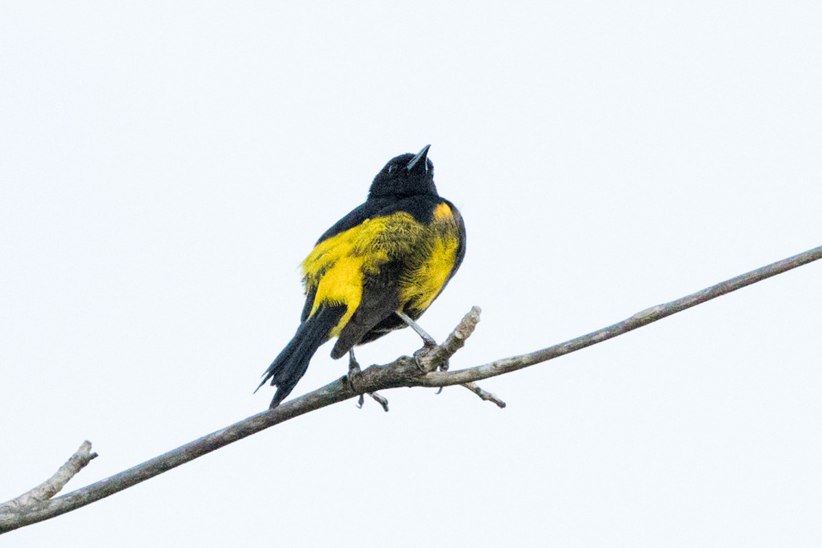 Hispaniolan Oriole - ML647051815