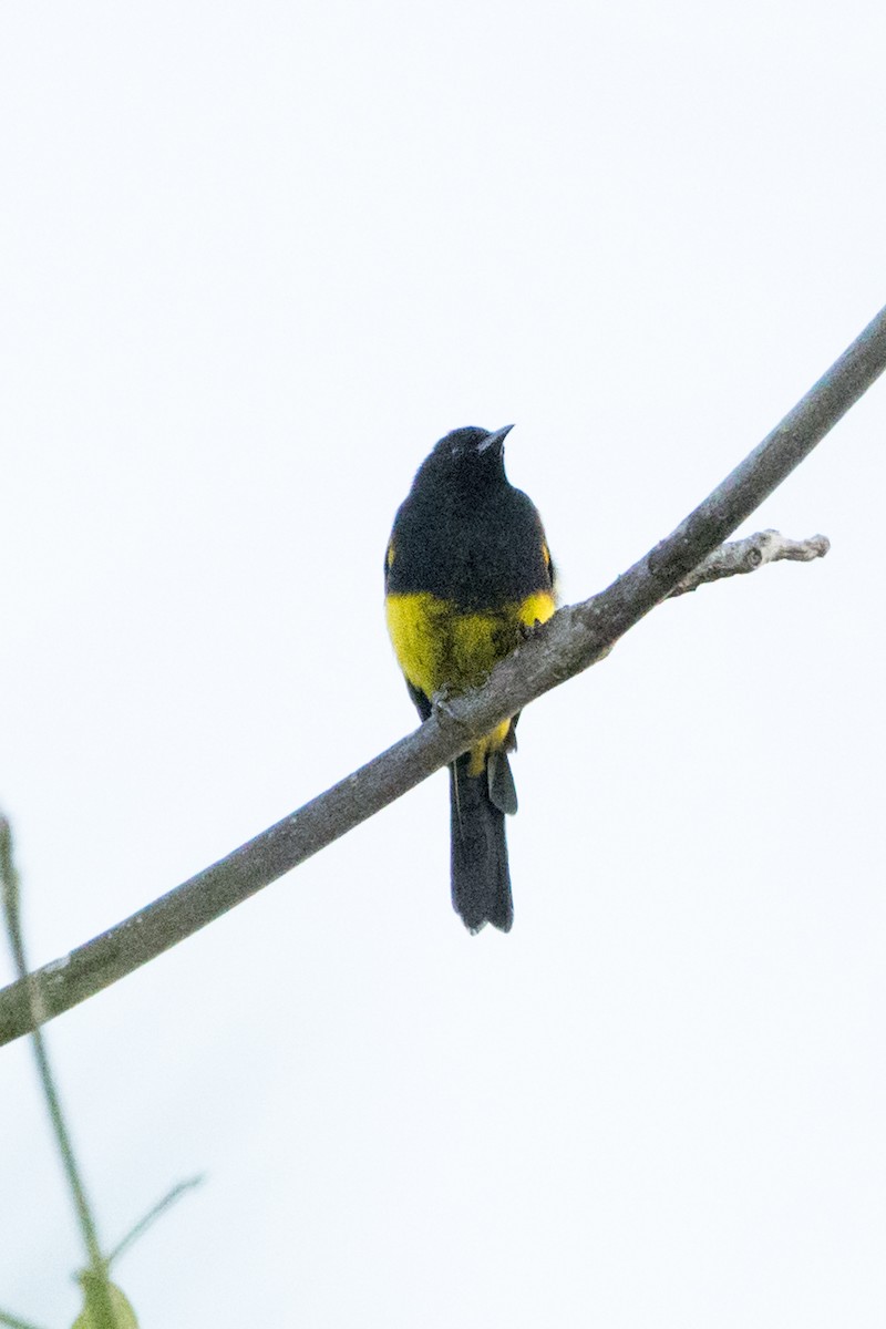 Hispaniolan Oriole - ML647051816
