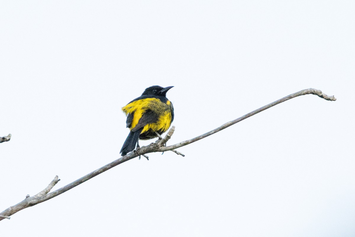 Hispaniolan Oriole - ML647051817