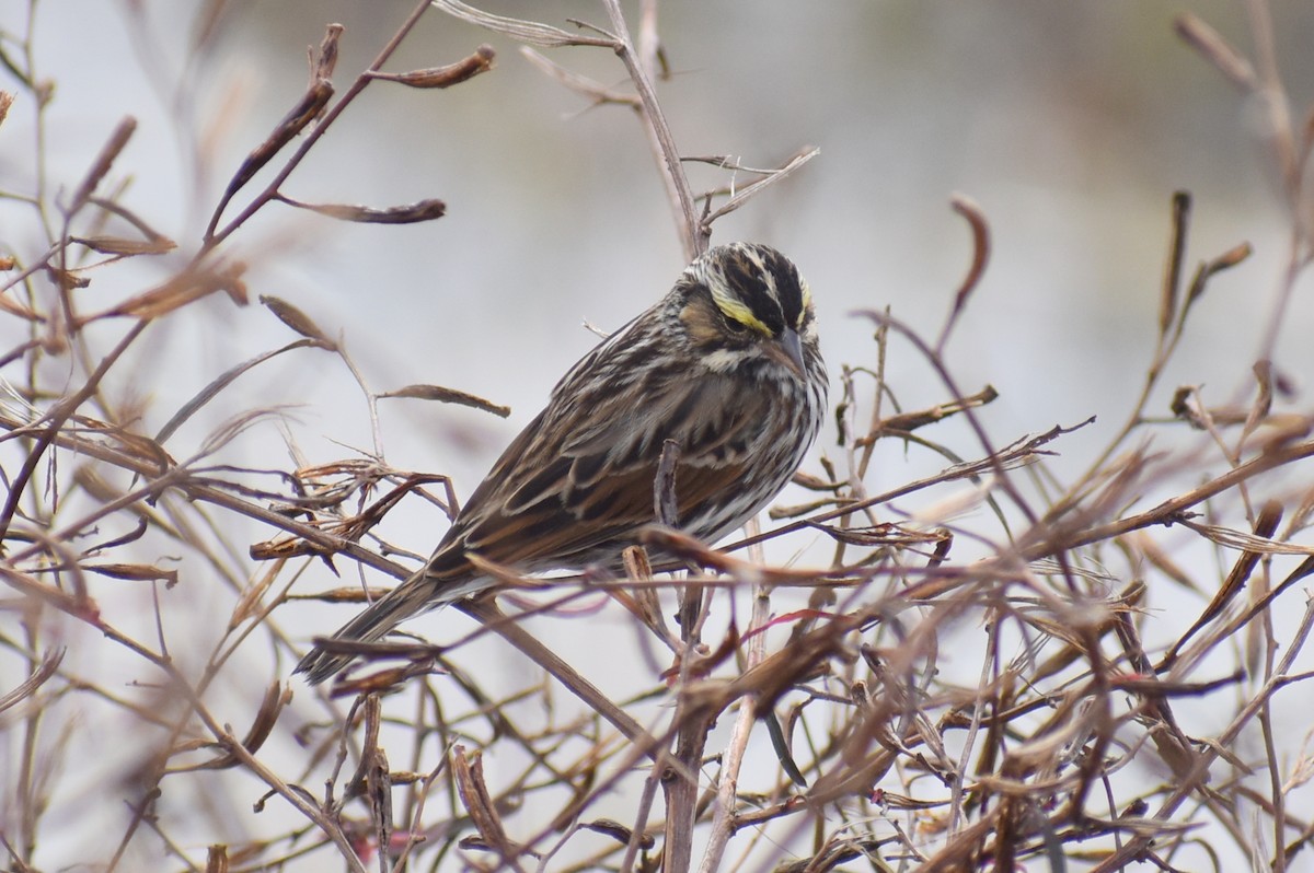 Пасовник савановий - ML647051823