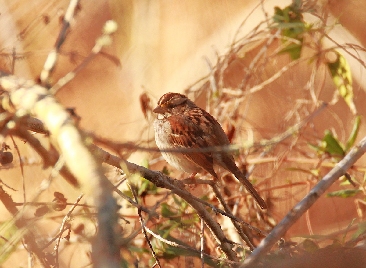 White-throated Sparrow - ML647051825
