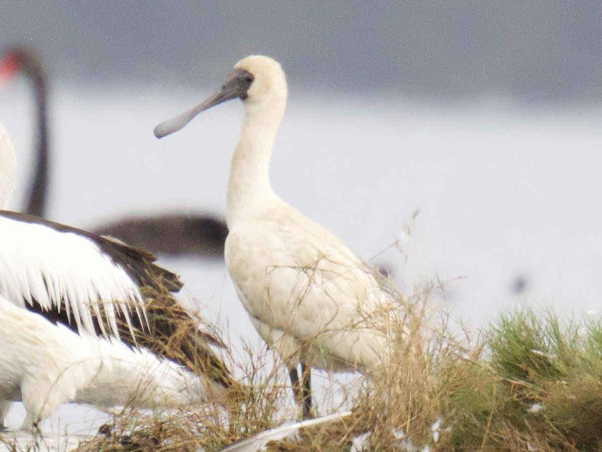 Косар королівський - ML647051836