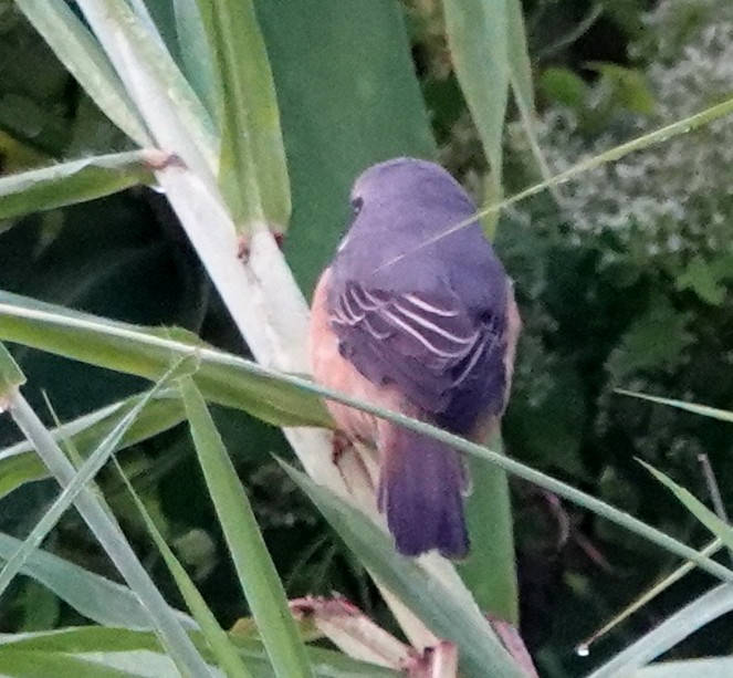 Gray-backed Shrike - ML647051848
