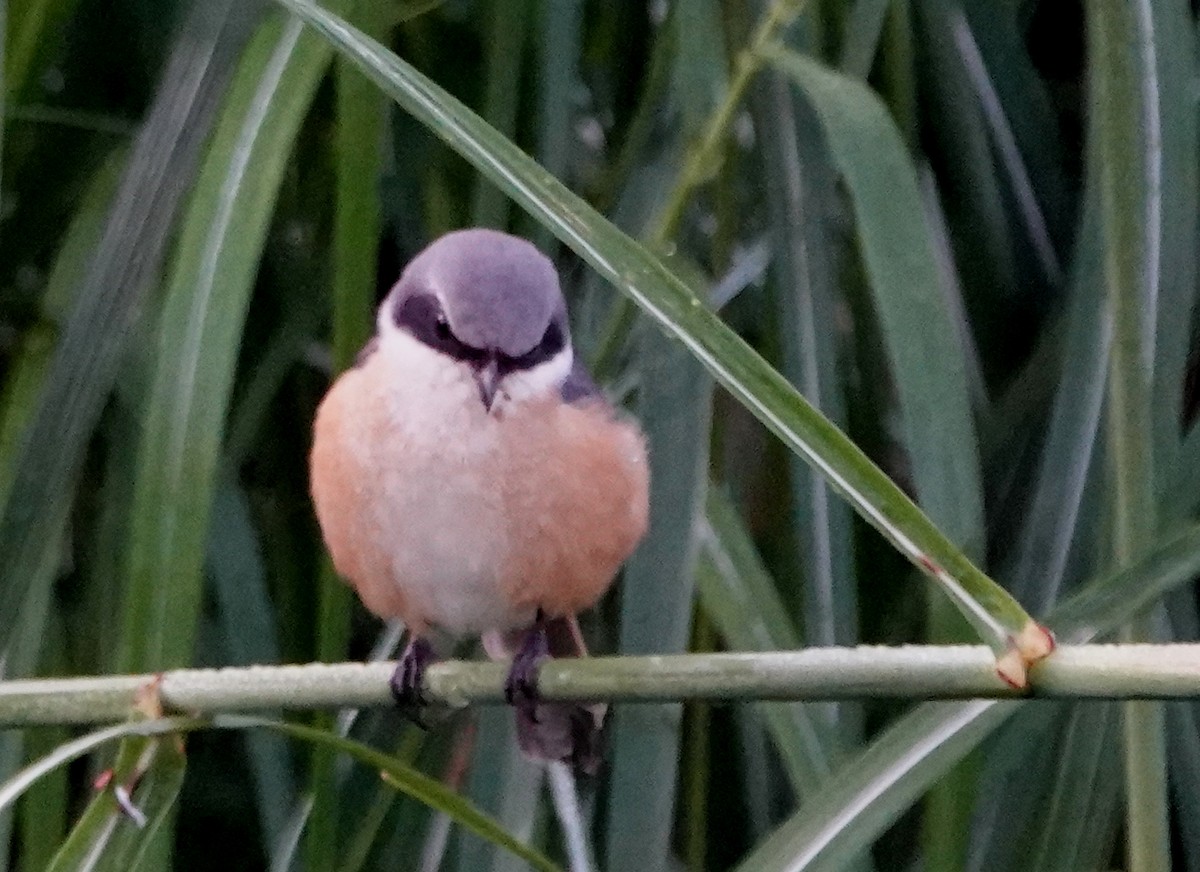 Gray-backed Shrike - ML647051849