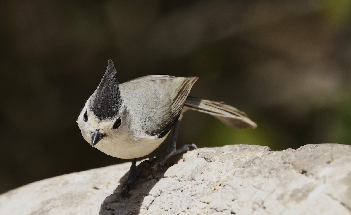sýkora černochocholatá - ML647051852