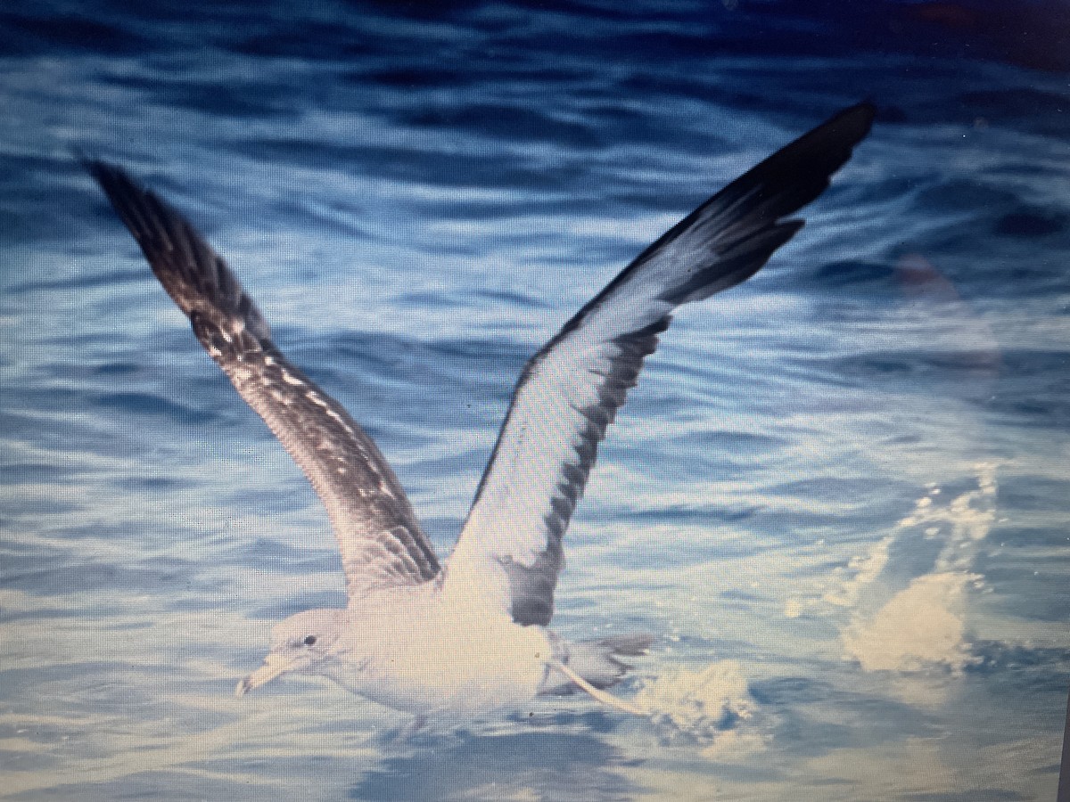 Cory's/Scopoli's Shearwater - ML647051853