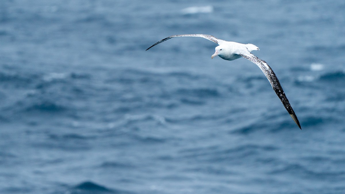 Antipodean Albatross (Gibson's) - ML647051854