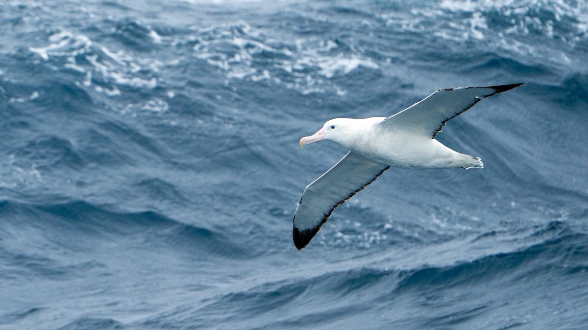 Antipodean Albatross (Gibson's) - ML647051855
