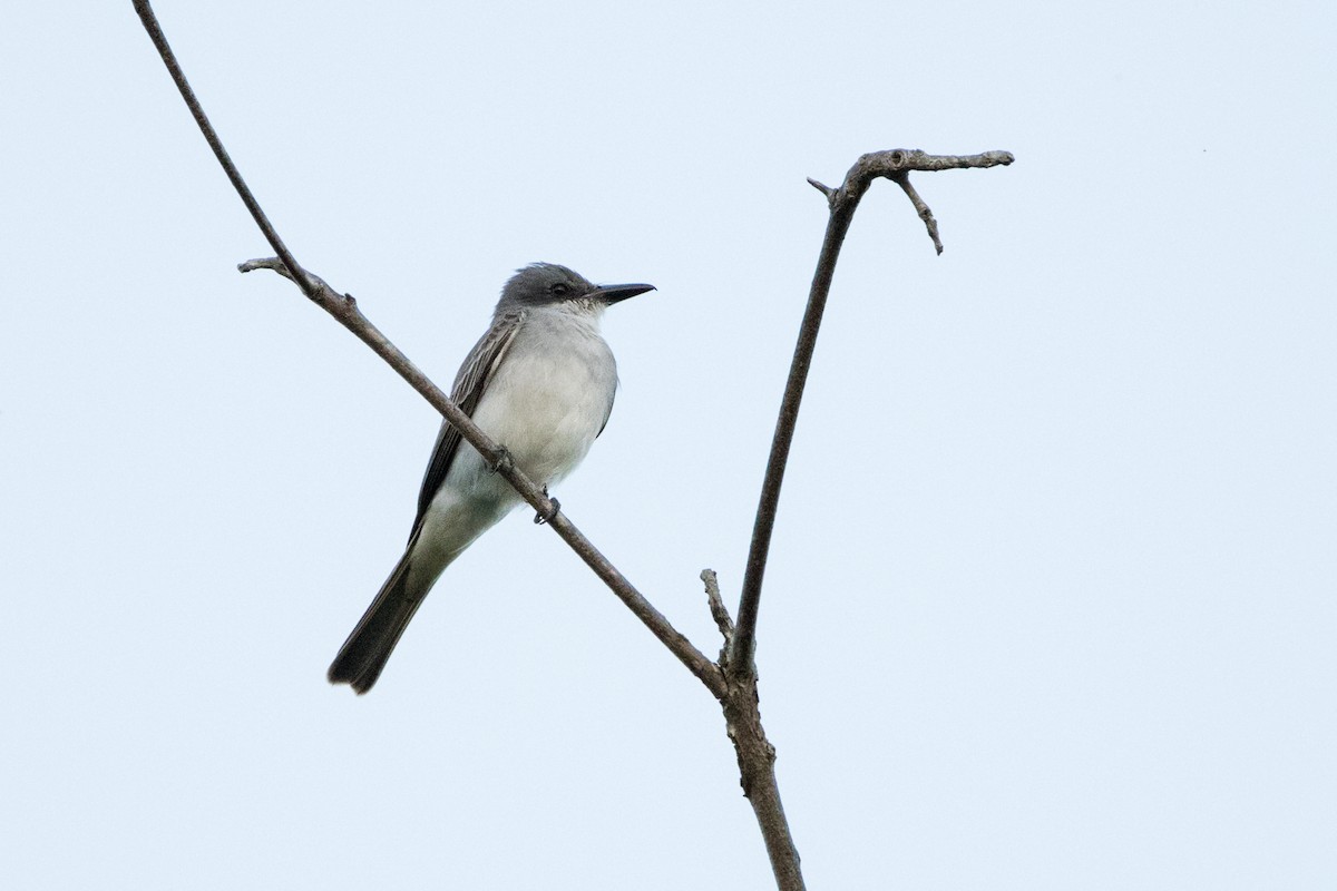 Gray Kingbird - ML647051856