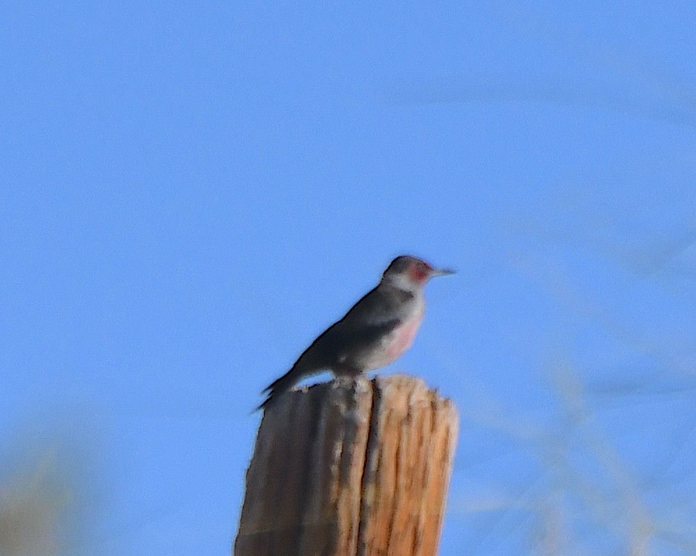 Lewis's Woodpecker - ML647051861