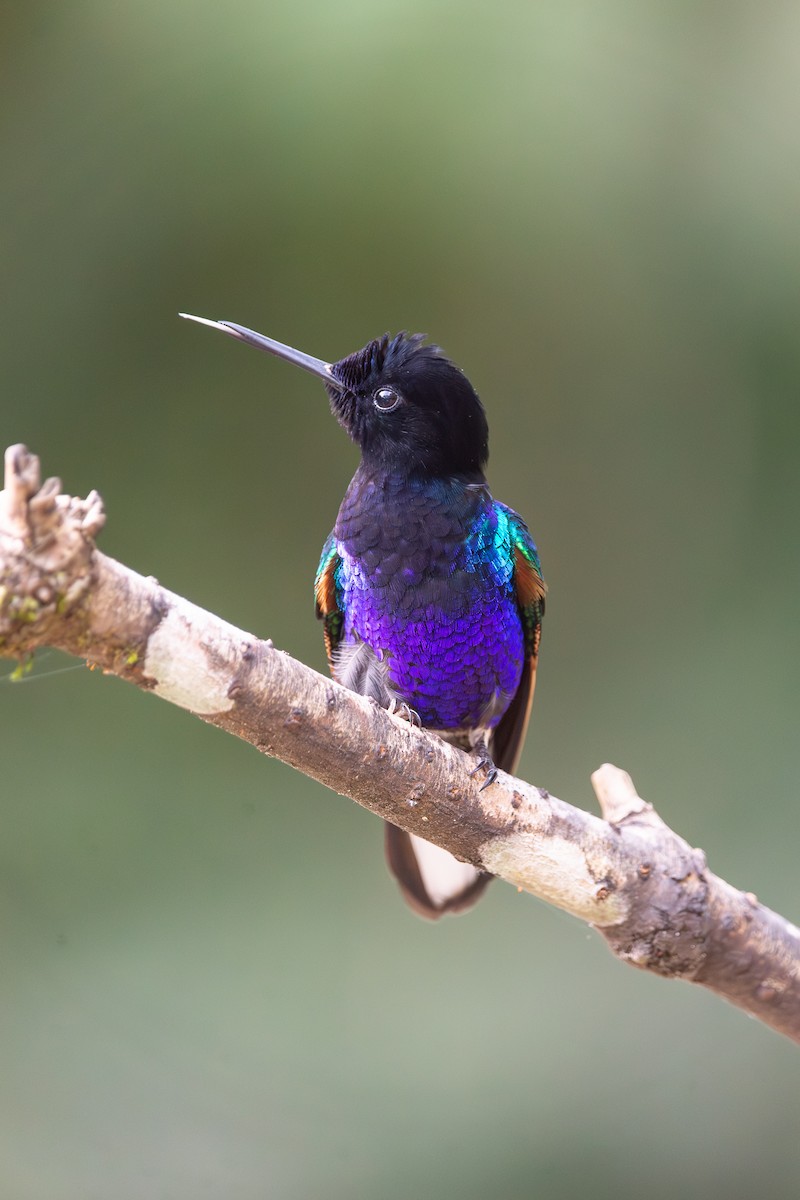 Velvet-purple Coronet - ML647051867