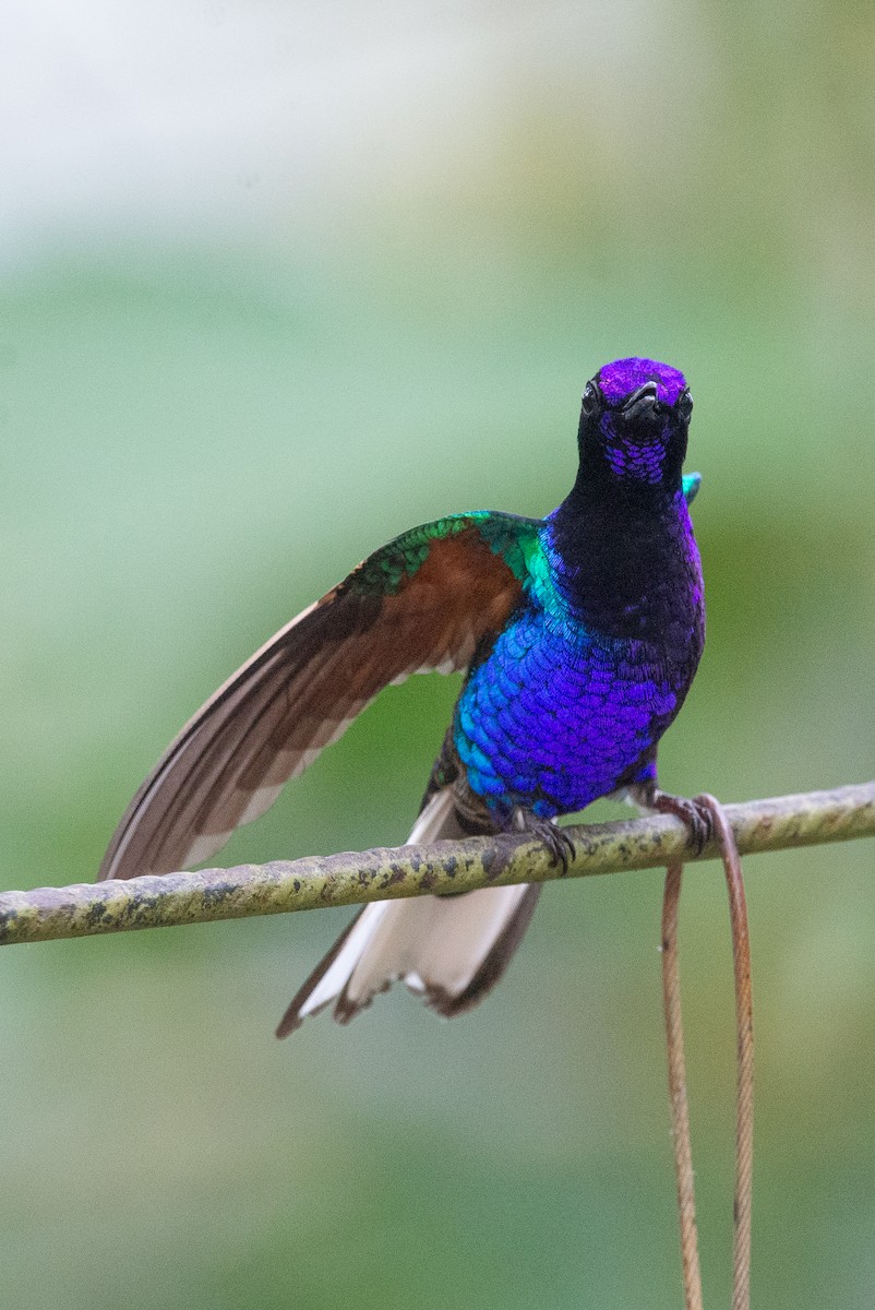 Velvet-purple Coronet - ML647051868