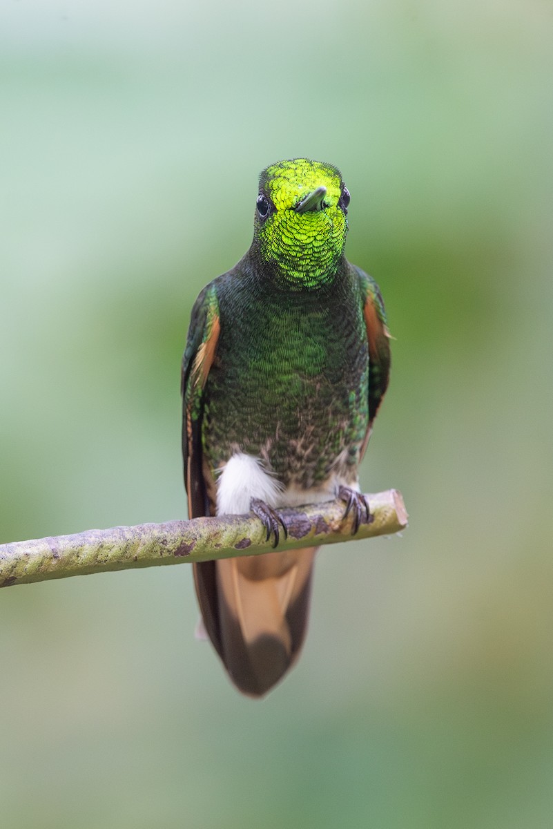 Buff-tailed Coronet - ML647051872