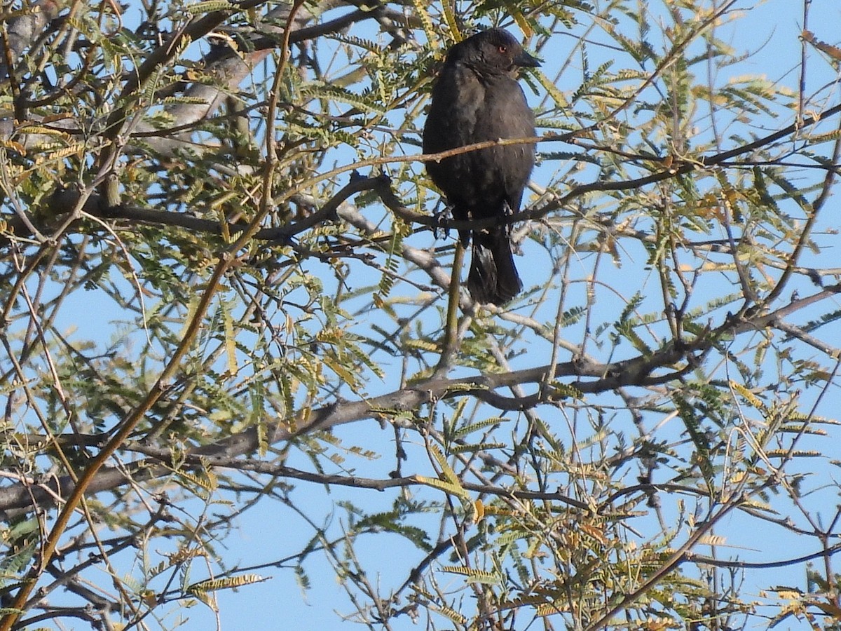 Rotaugen-Kuhstärling - ML647051873