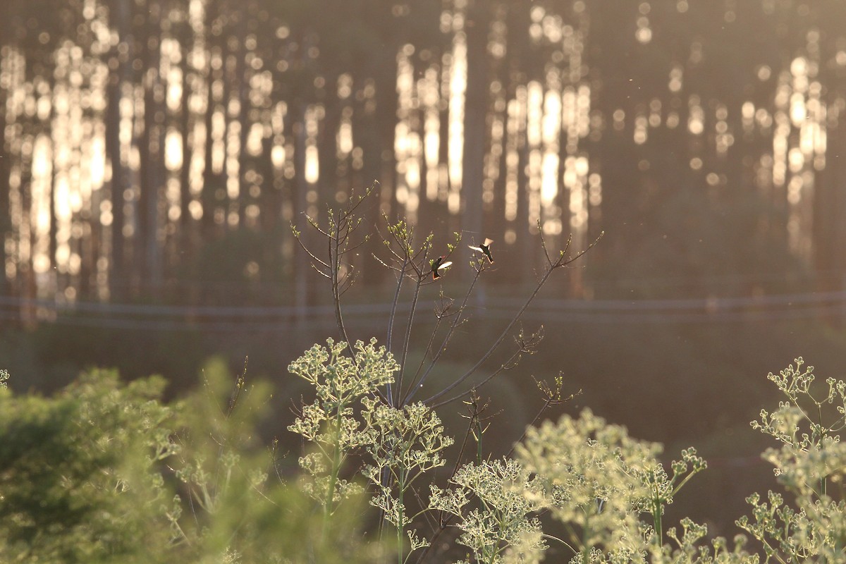 glansbuksmaragd - ML647051904