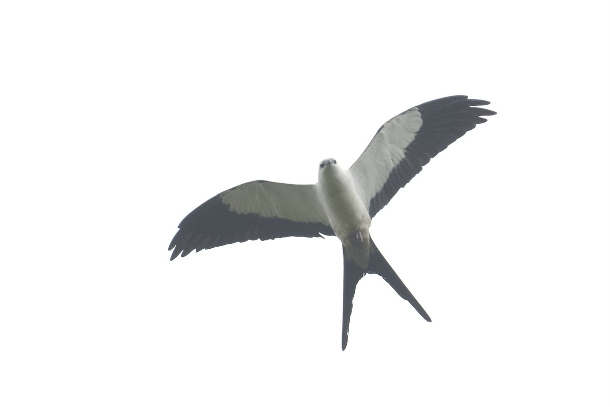 Swallow-tailed Kite - ML647051910