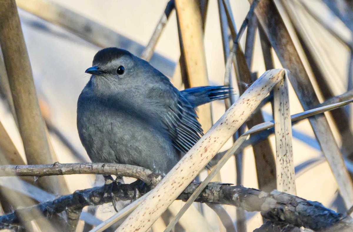 Miaulari grisa - ML647051911