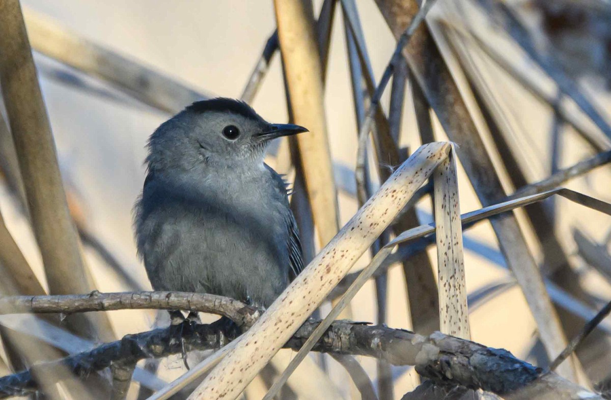 Miaulari grisa - ML647051914