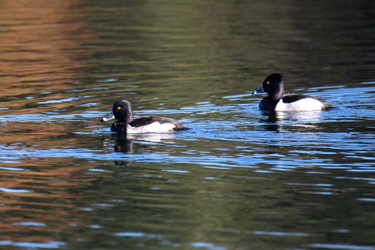 Ring-necked Duck - ML647051921