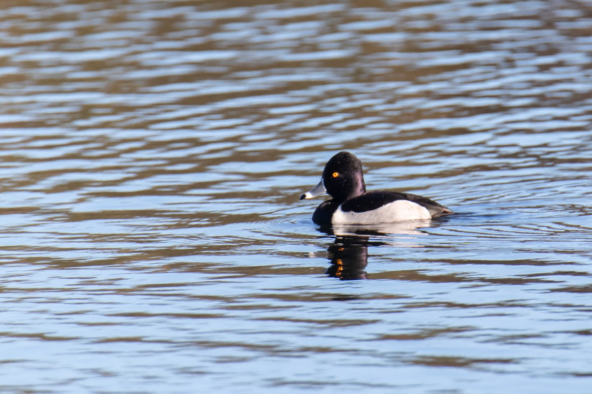 Ring-necked Duck - ML647051923