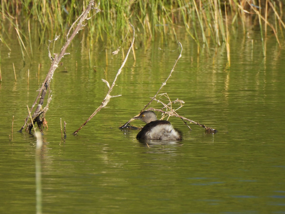 Least Grebe - ML647051928