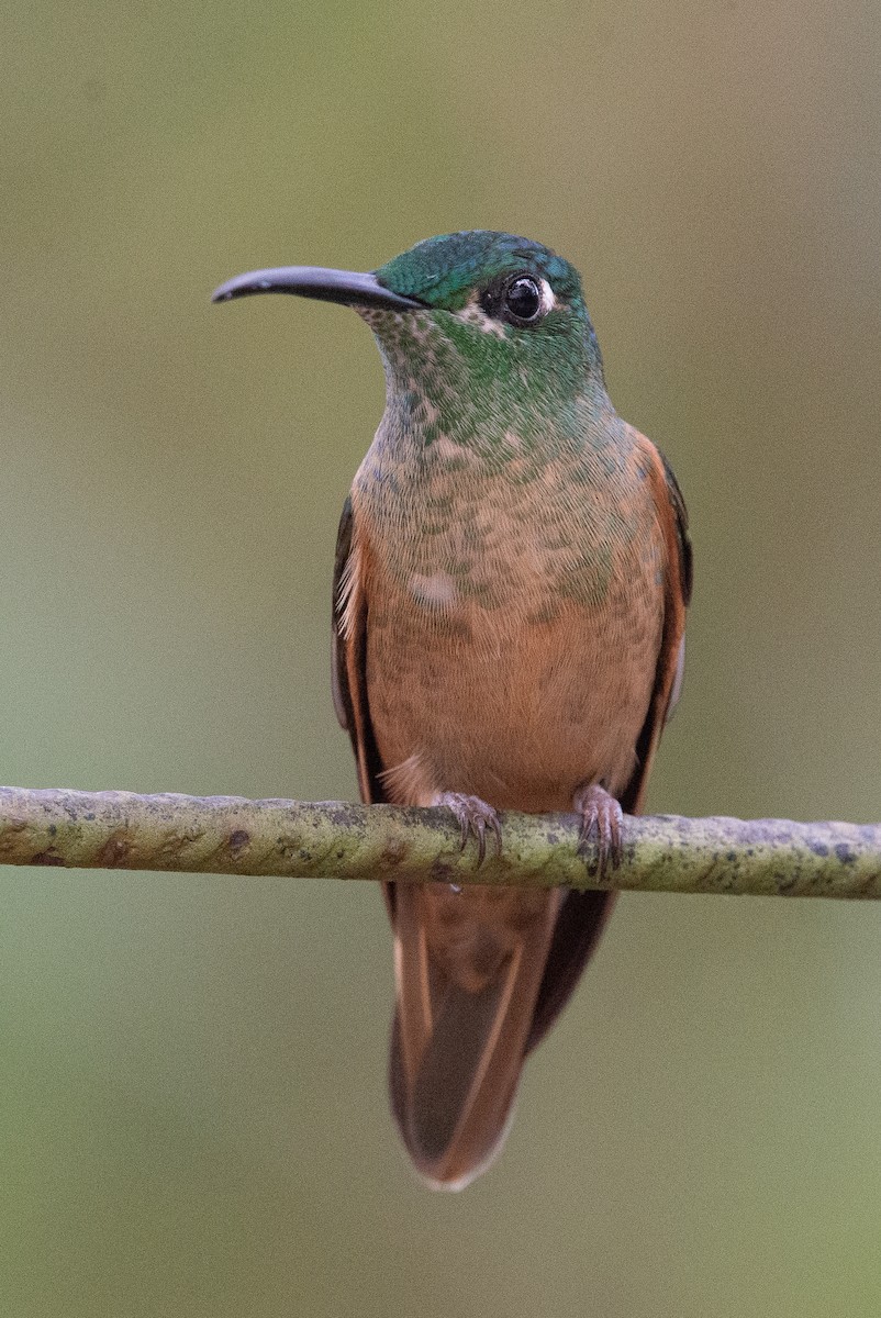 Fawn-breasted Brilliant - ML647051933