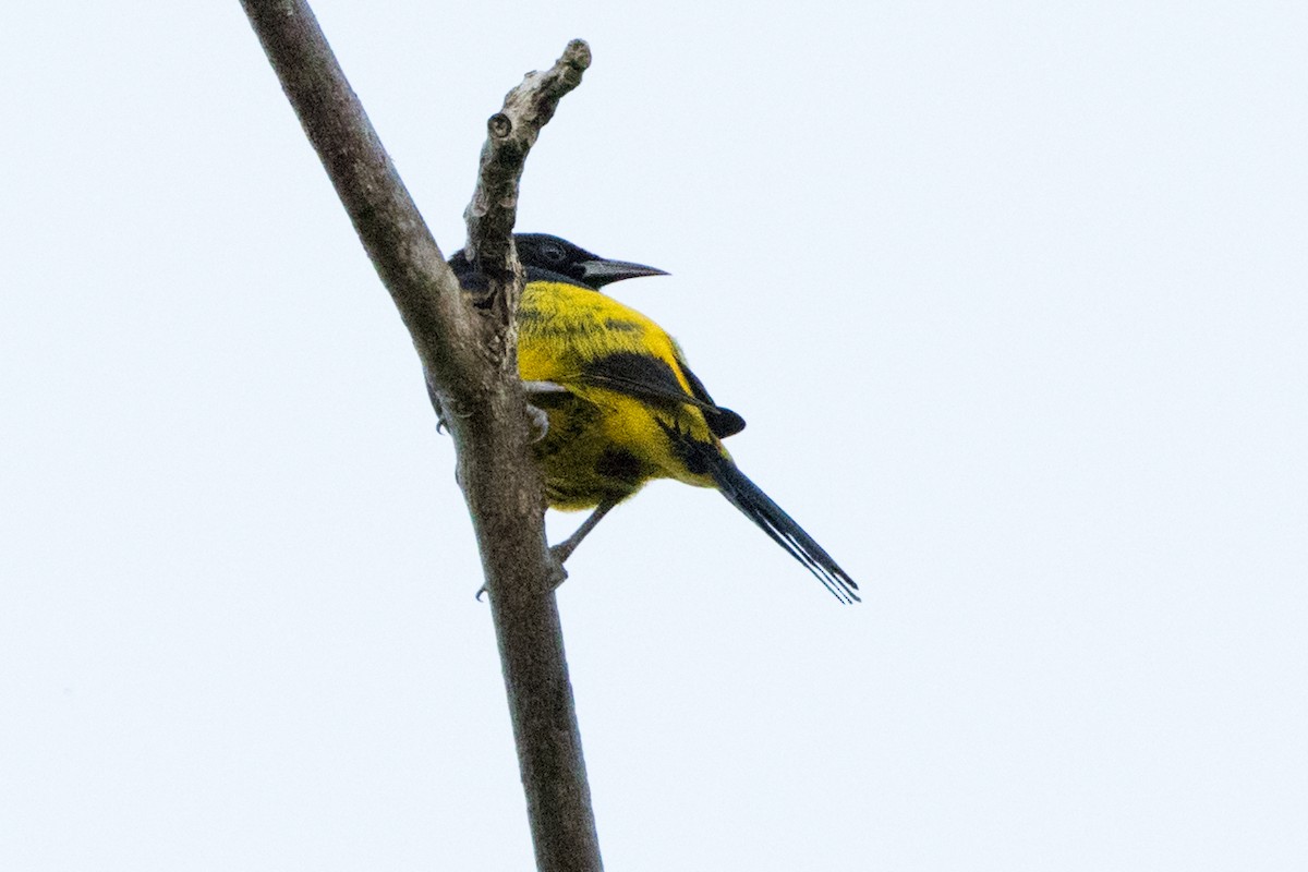 Hispaniolan Oriole - ML647051937