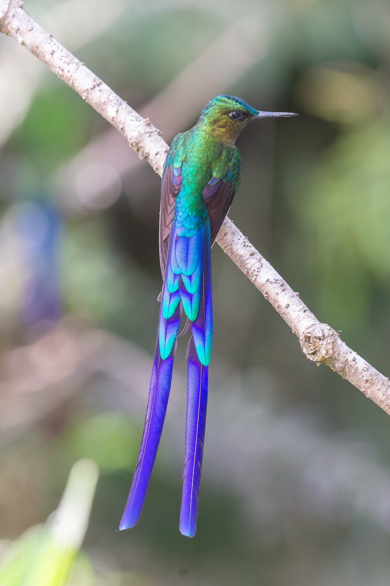 Violet-tailed Sylph - ML647051938