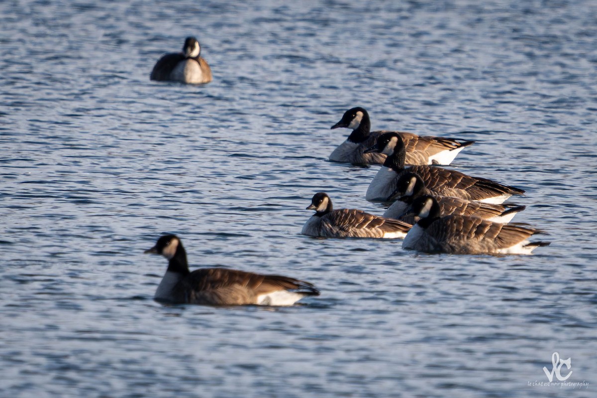 Cackling Goose - ML647051944