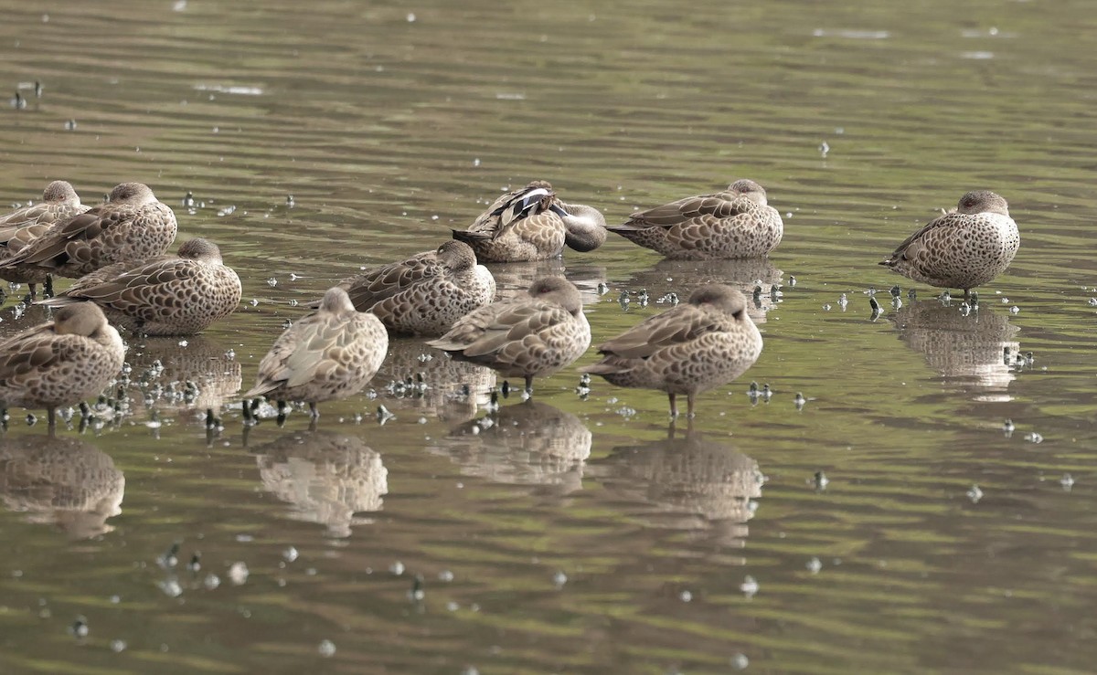 čírka bělohrdlá - ML647051947