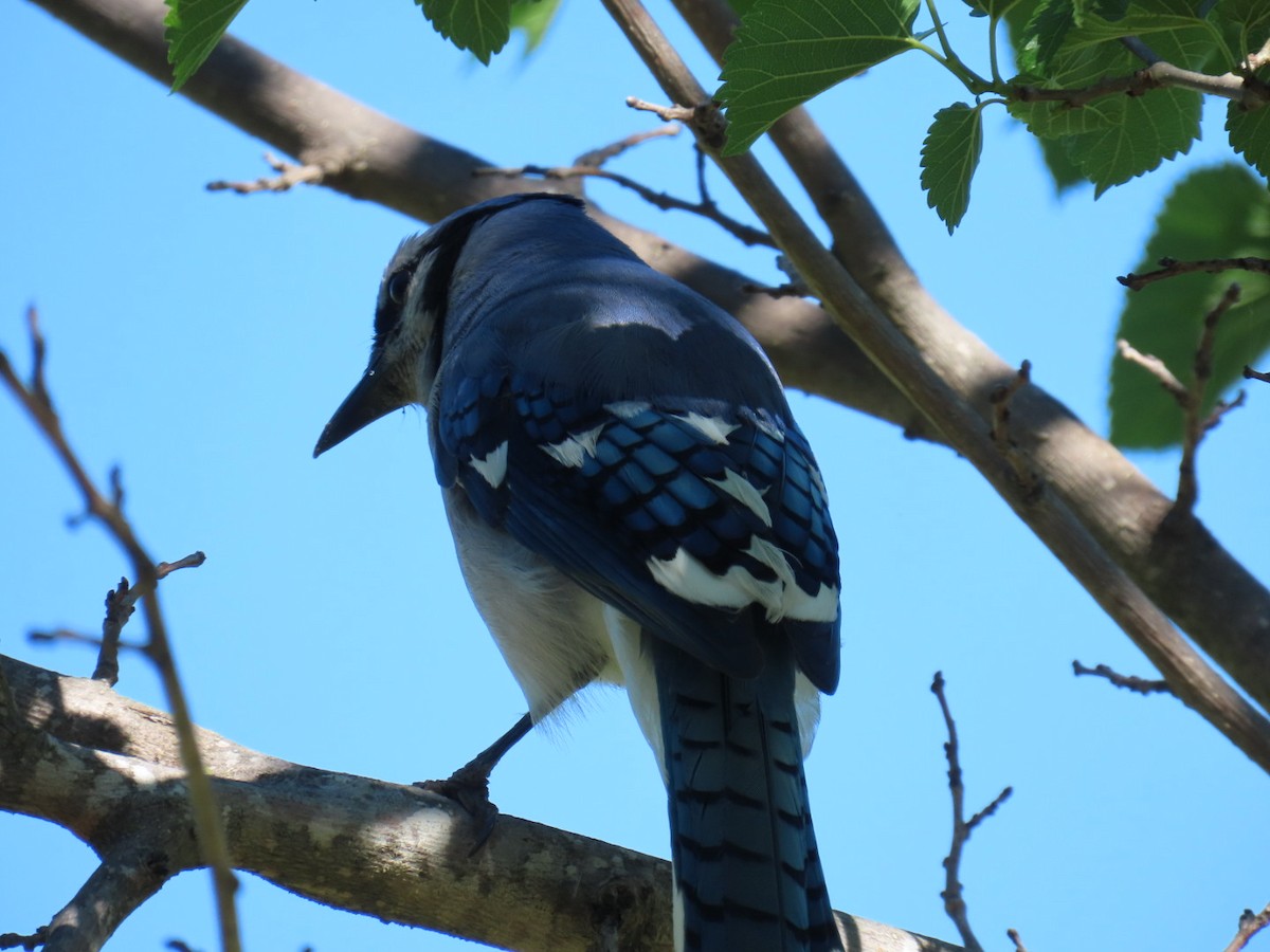 Blue Jay - ML647051956