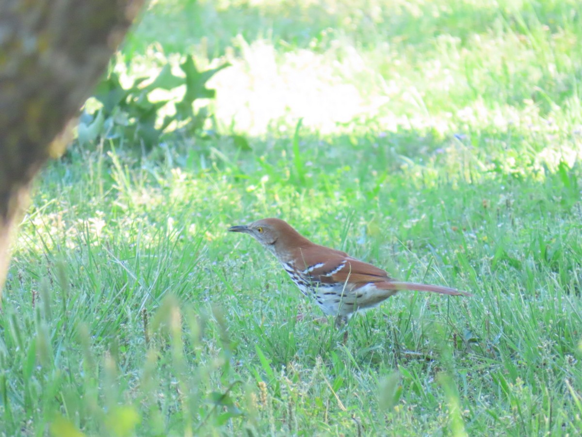 Brown Thrasher - ML647051959