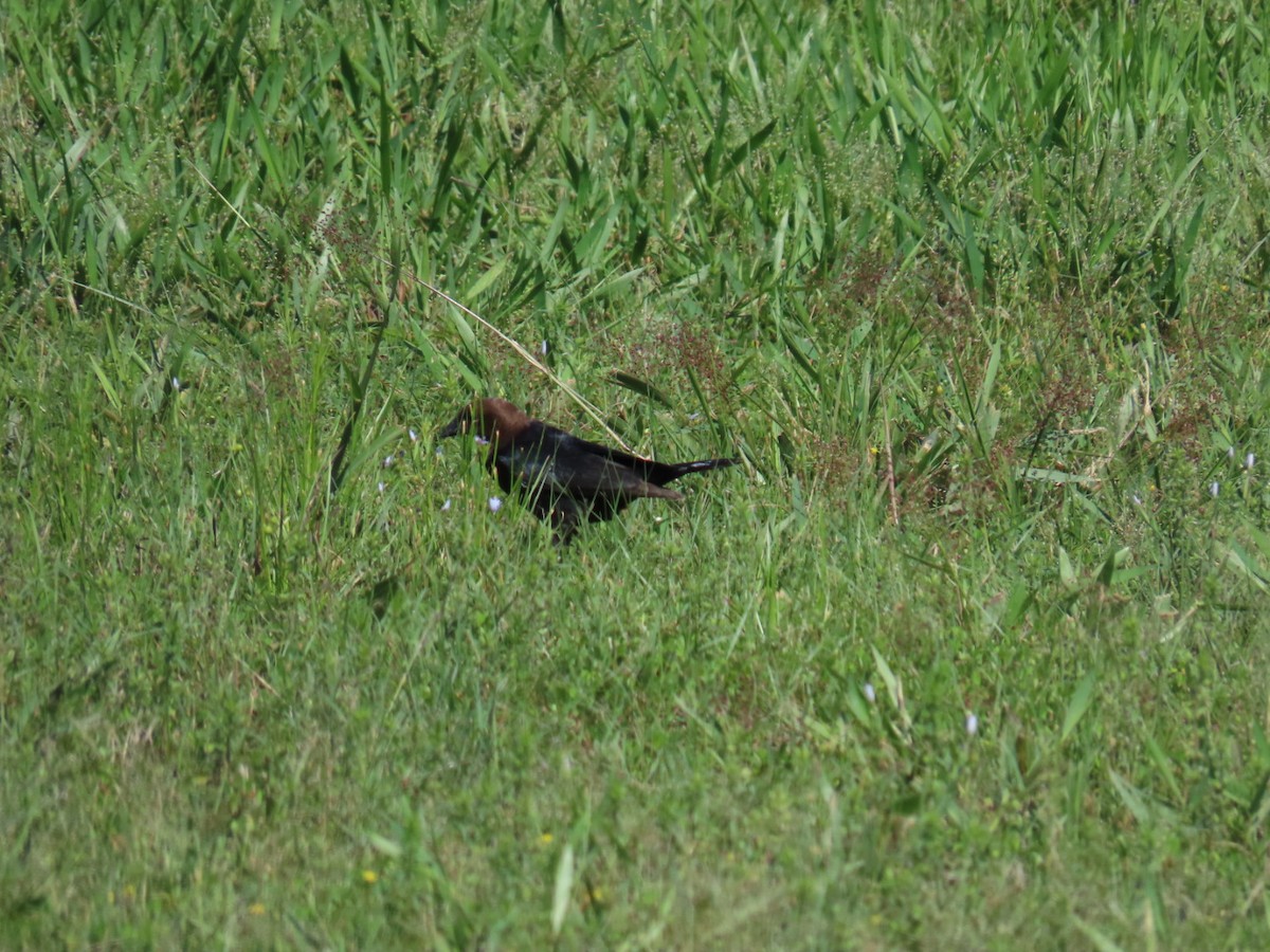 Braunkopf-Kuhstärling - ML647051973