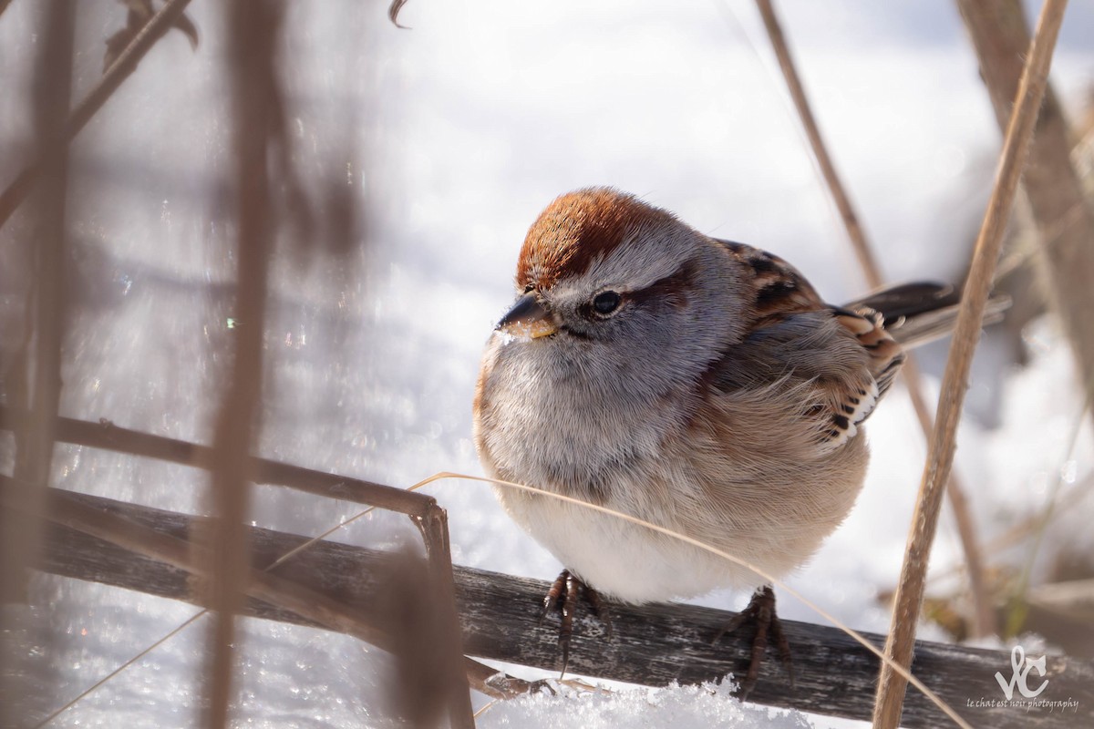 ムナフヒメドリ - ML647051991