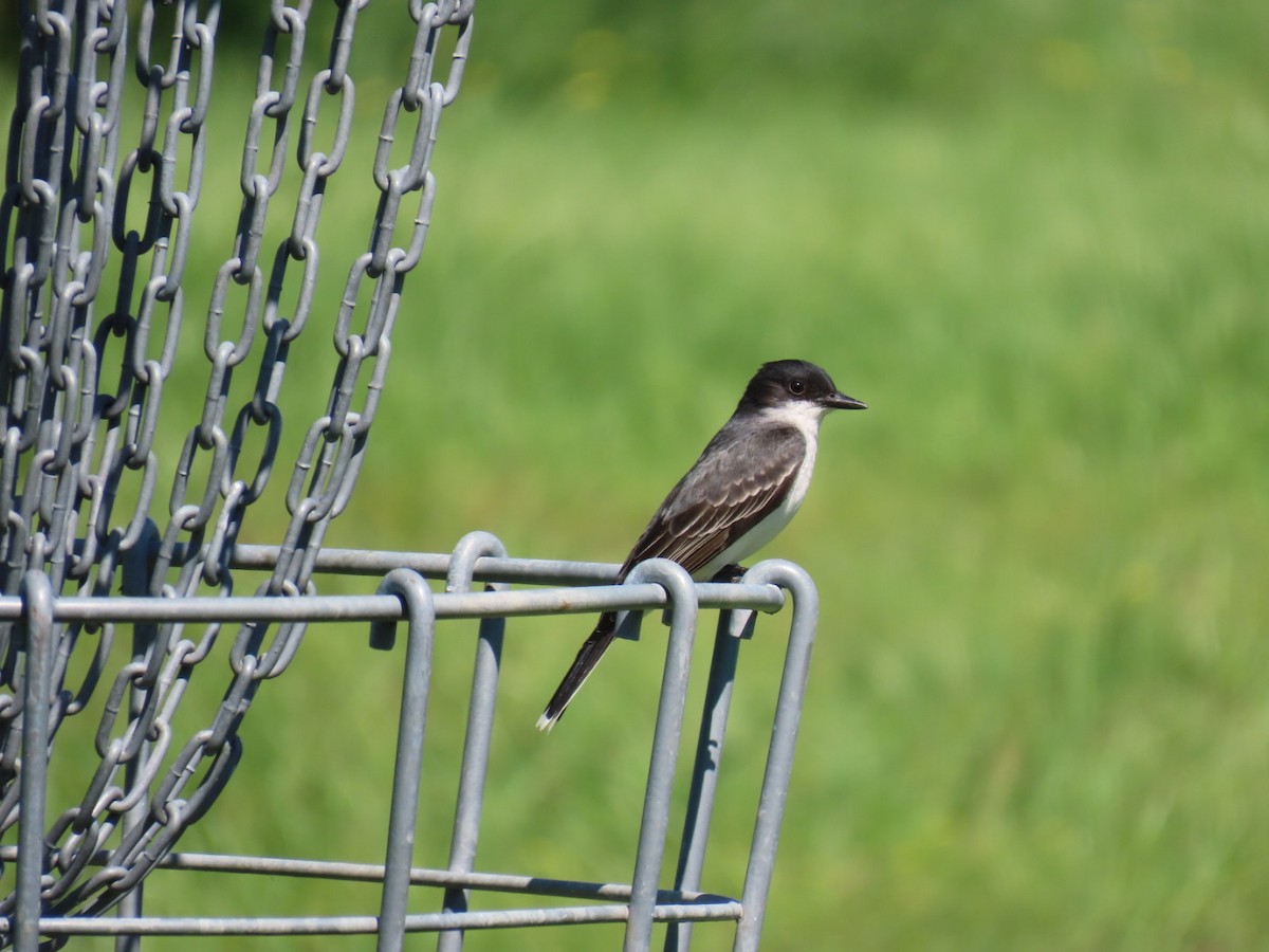 Tyran tritri - ML647051992