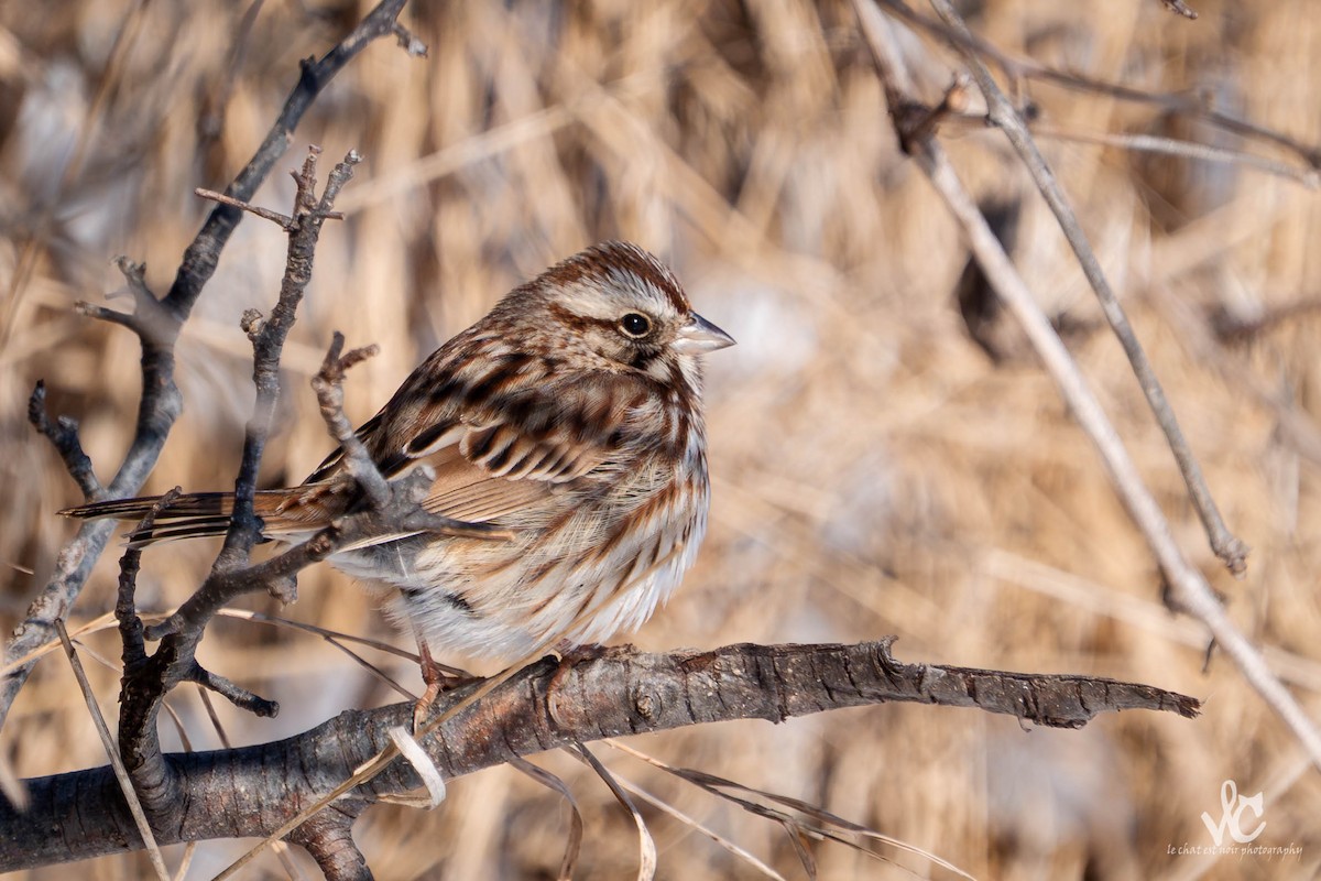 Song Sparrow - ML647051995