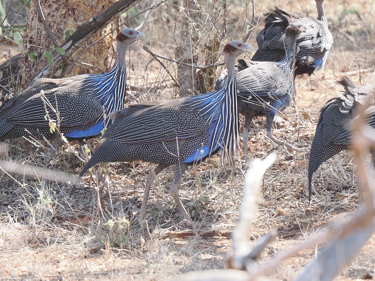 Vulturine Guineafowl - ML647051996