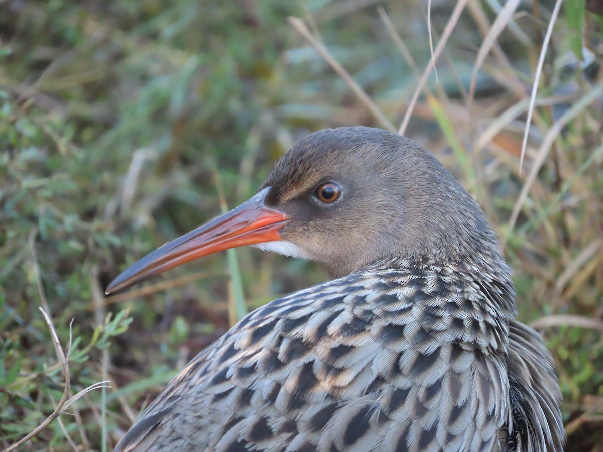 Ridgway's Rail - ML647051997
