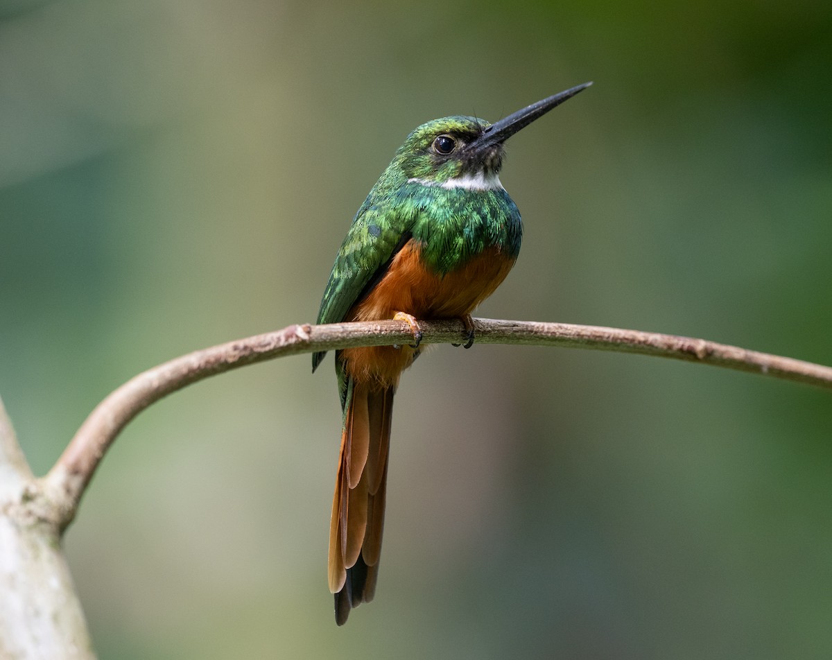 Rufous-tailed Jacamar - ML647052007