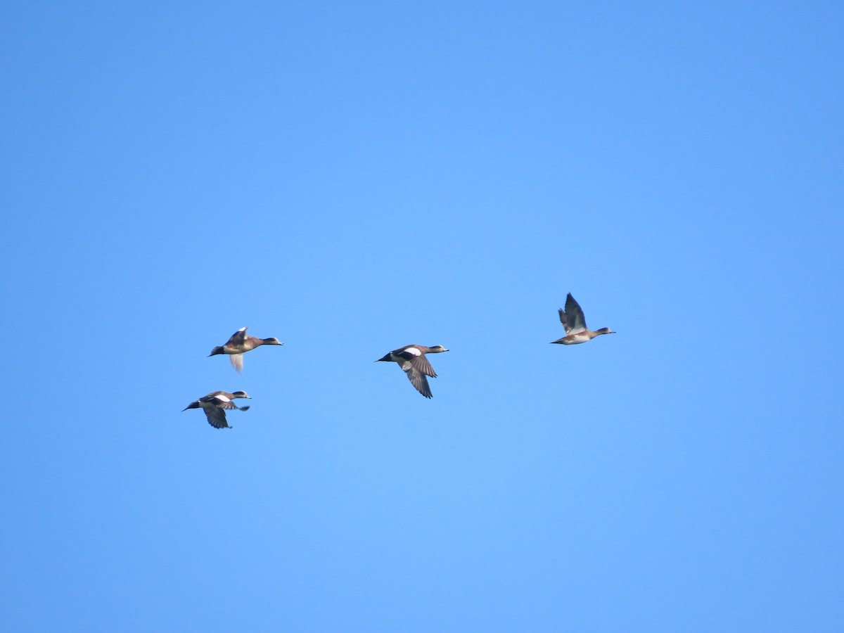American Wigeon - ML647052012