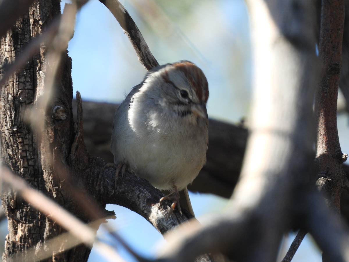Rufous-winged Sparrow - ML647052064