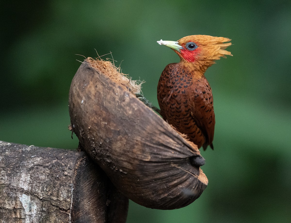 Ятла вохристоголова - ML647052065