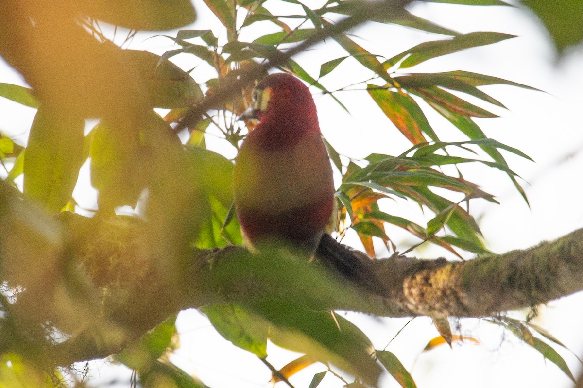 Crimson-mantled Woodpecker - ML647052066
