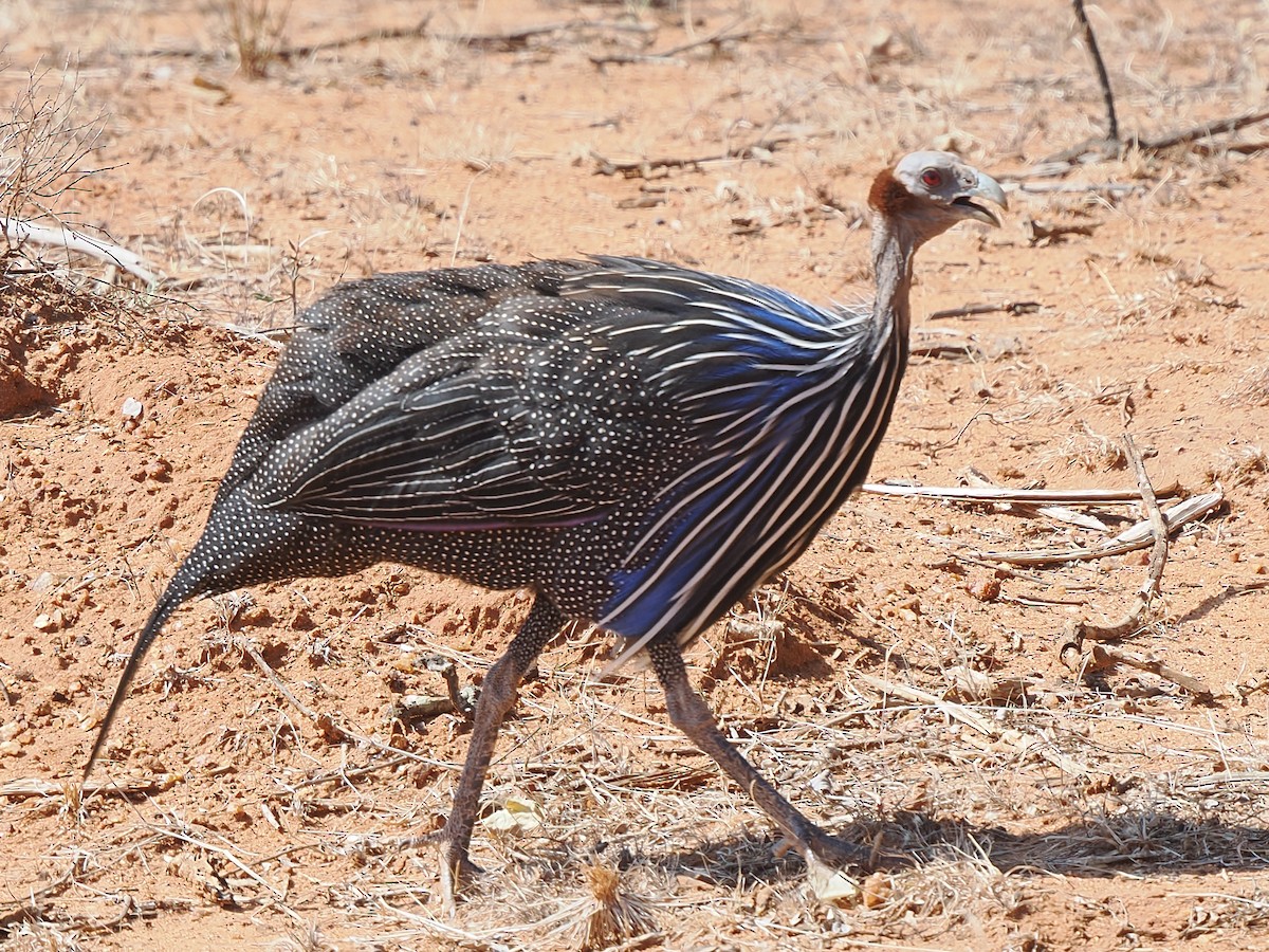 Vulturine Guineafowl - ML647052068