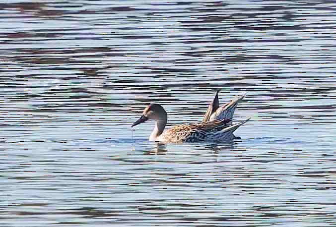 Northern Pintail - ML647052074