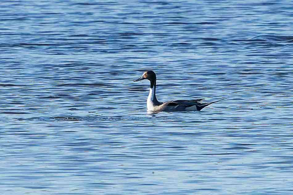 Northern Pintail - ML647052075