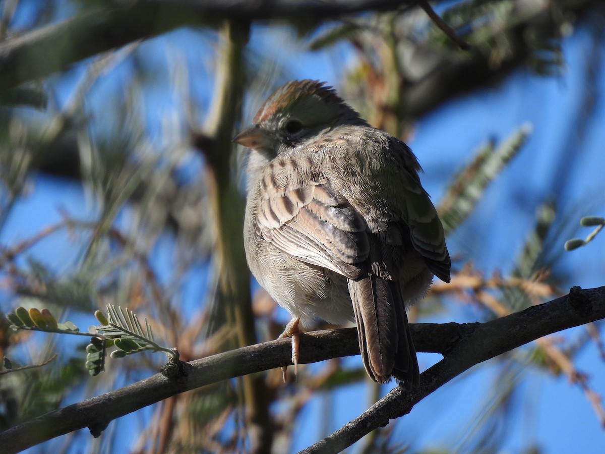 Rufous-winged Sparrow - ML647052077
